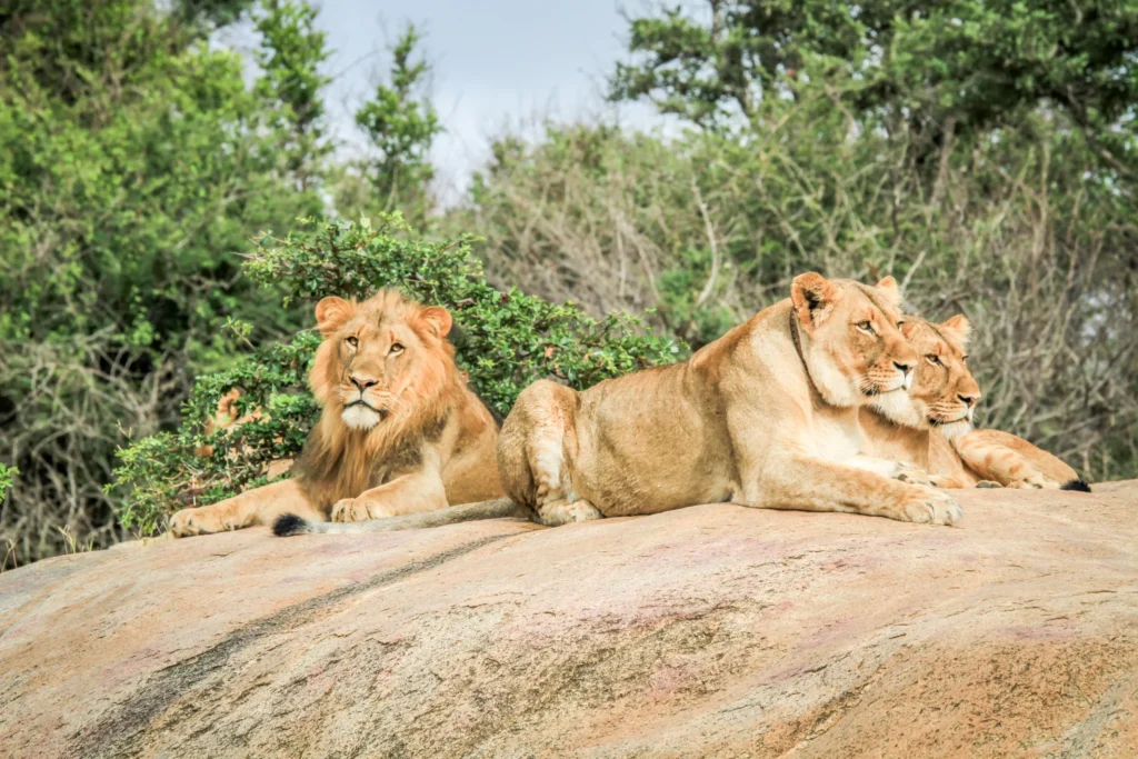 lion au zoo de beauval